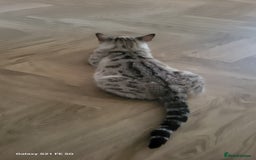 Bengal cats for sale: Half Bengal kittens  - Image 5