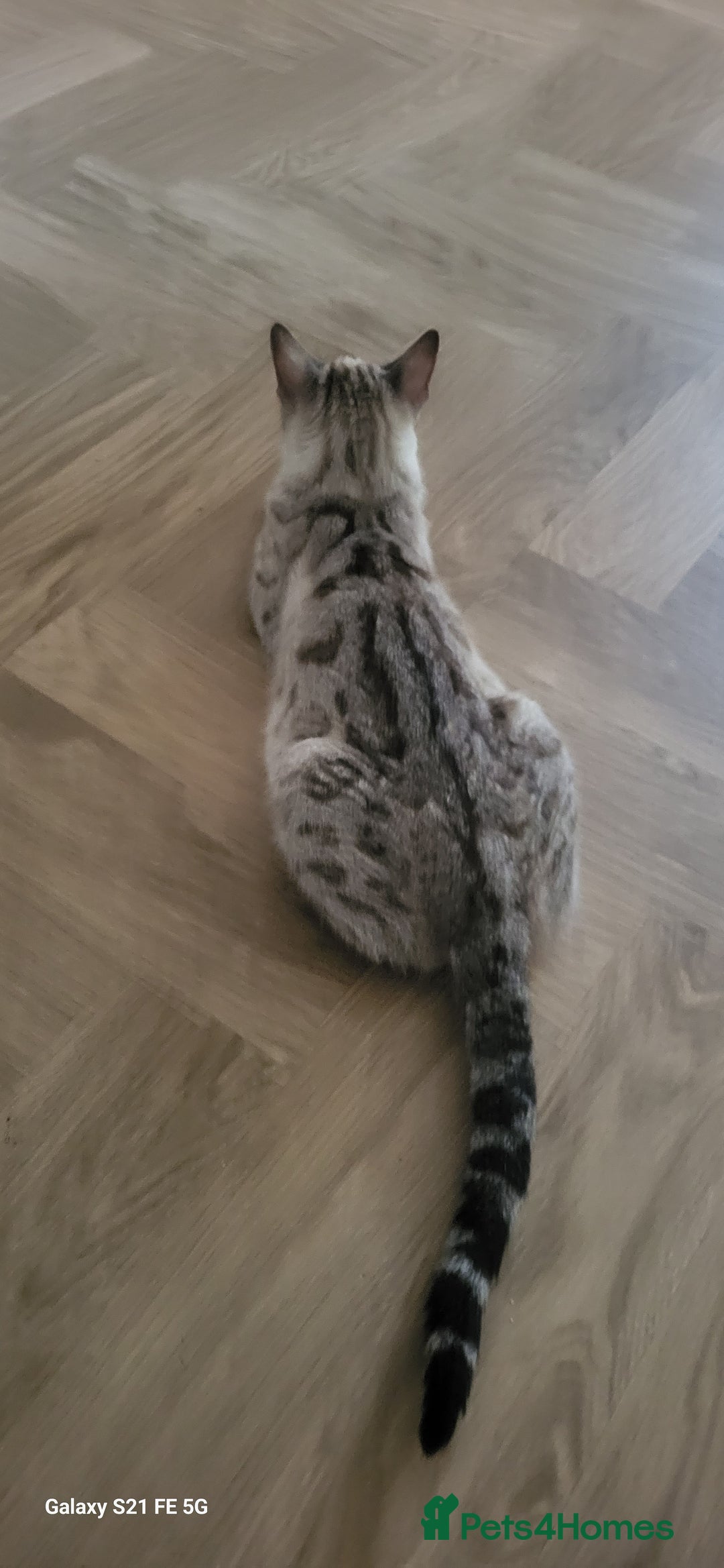 Bengal cats for sale: Half Bengal kittens  - Image 5