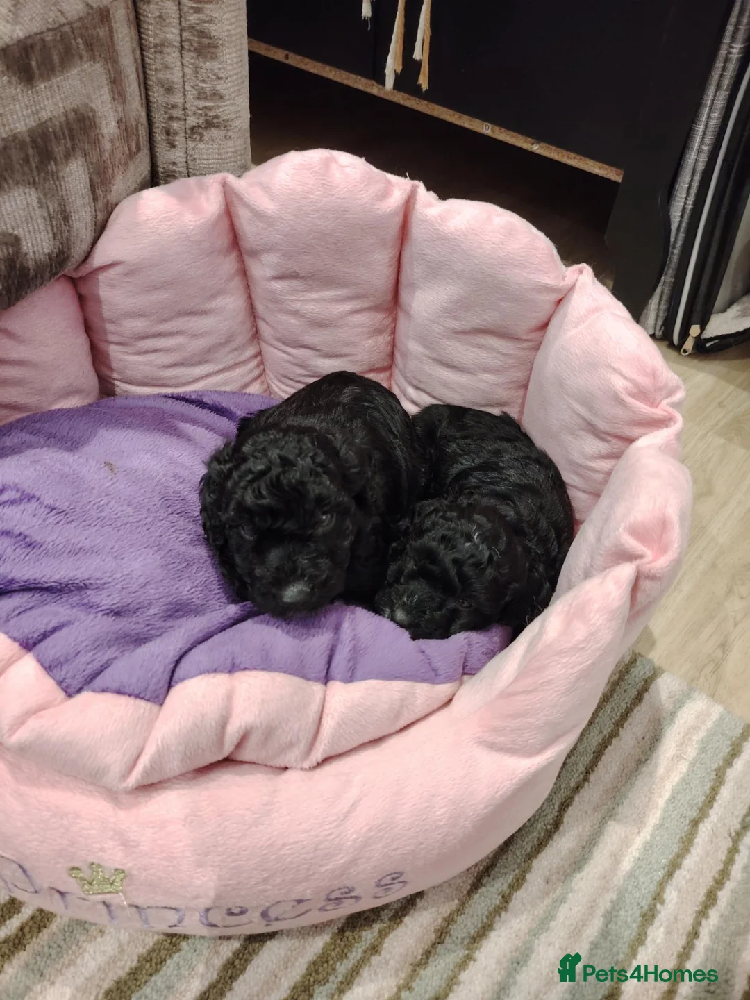 Mixed Breed dogs for sale: CockerJack Doodles  in Norwich - Advert 37
