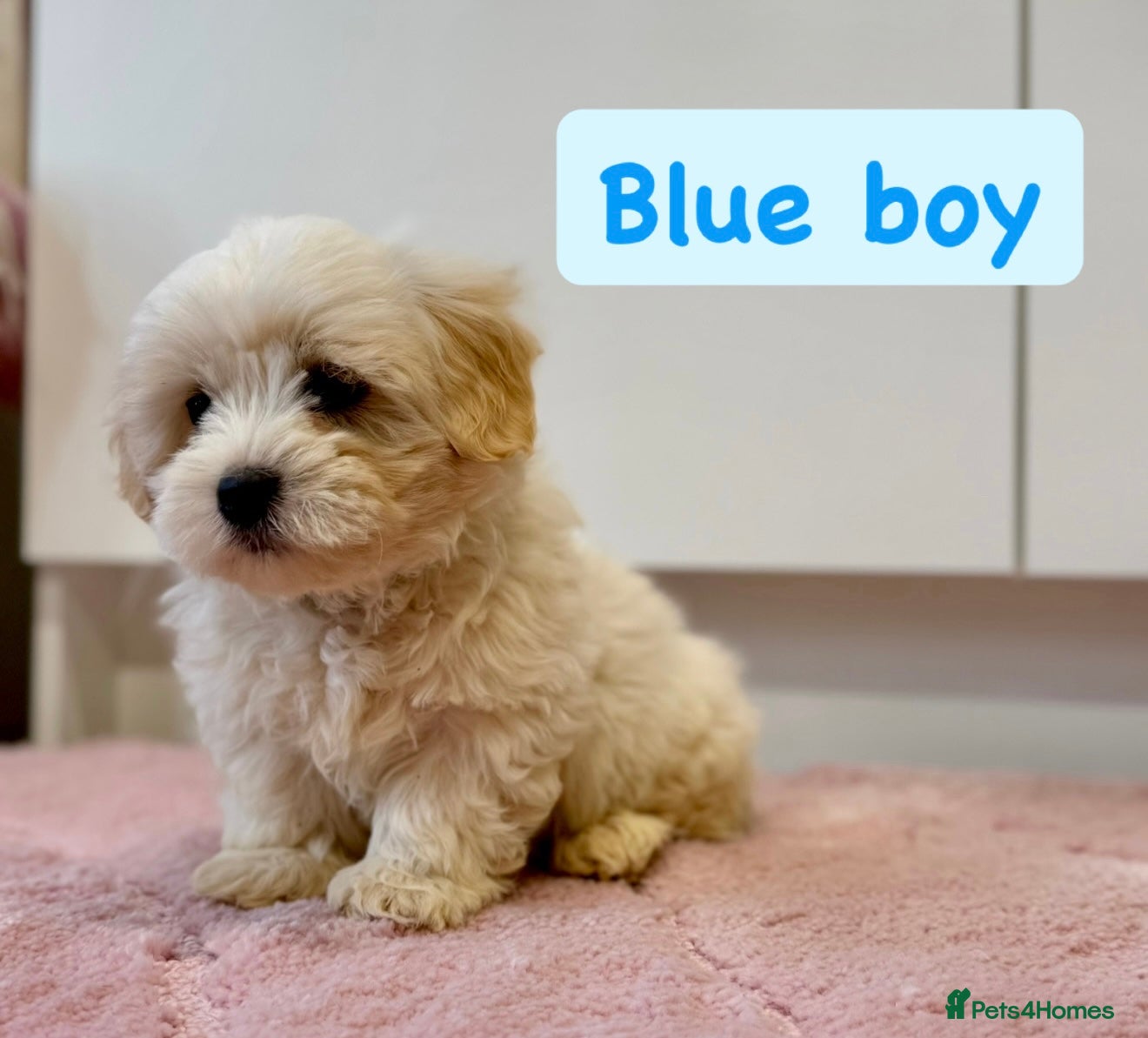 Coton De Tulear dogs KC Reg Health Tested Coton de Tuléar Puppies - Advert 1