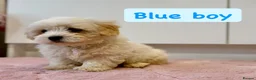 Coton De Tulear dogs for sale: KC Reg Health Tested Coton de Tuléar Puppies - Advert 1