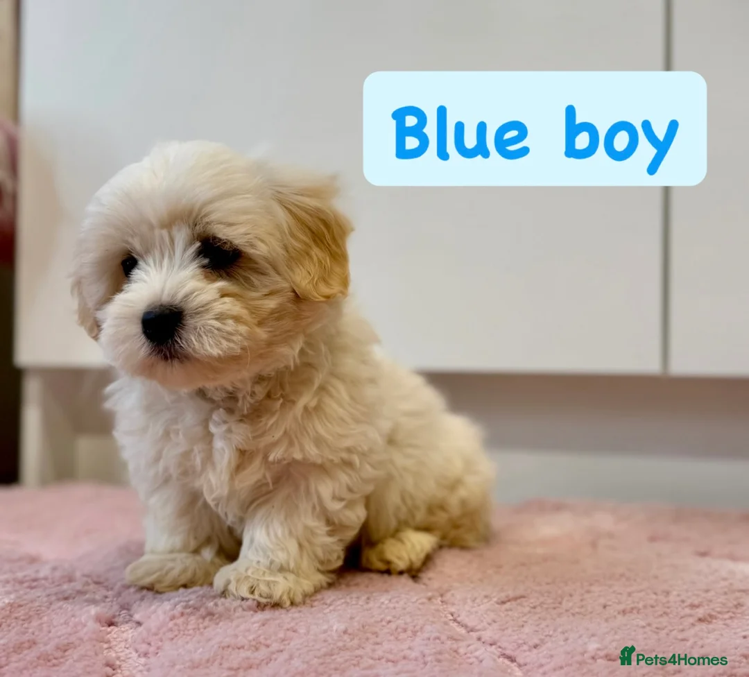 Coton De Tulear dogs for sale: KC Reg Health Tested Coton de Tuléar Puppies - Advert 1