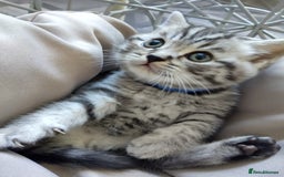 British Shorthair cats for sale: Stunning British Shorthair Kittens For Sale - Image 11