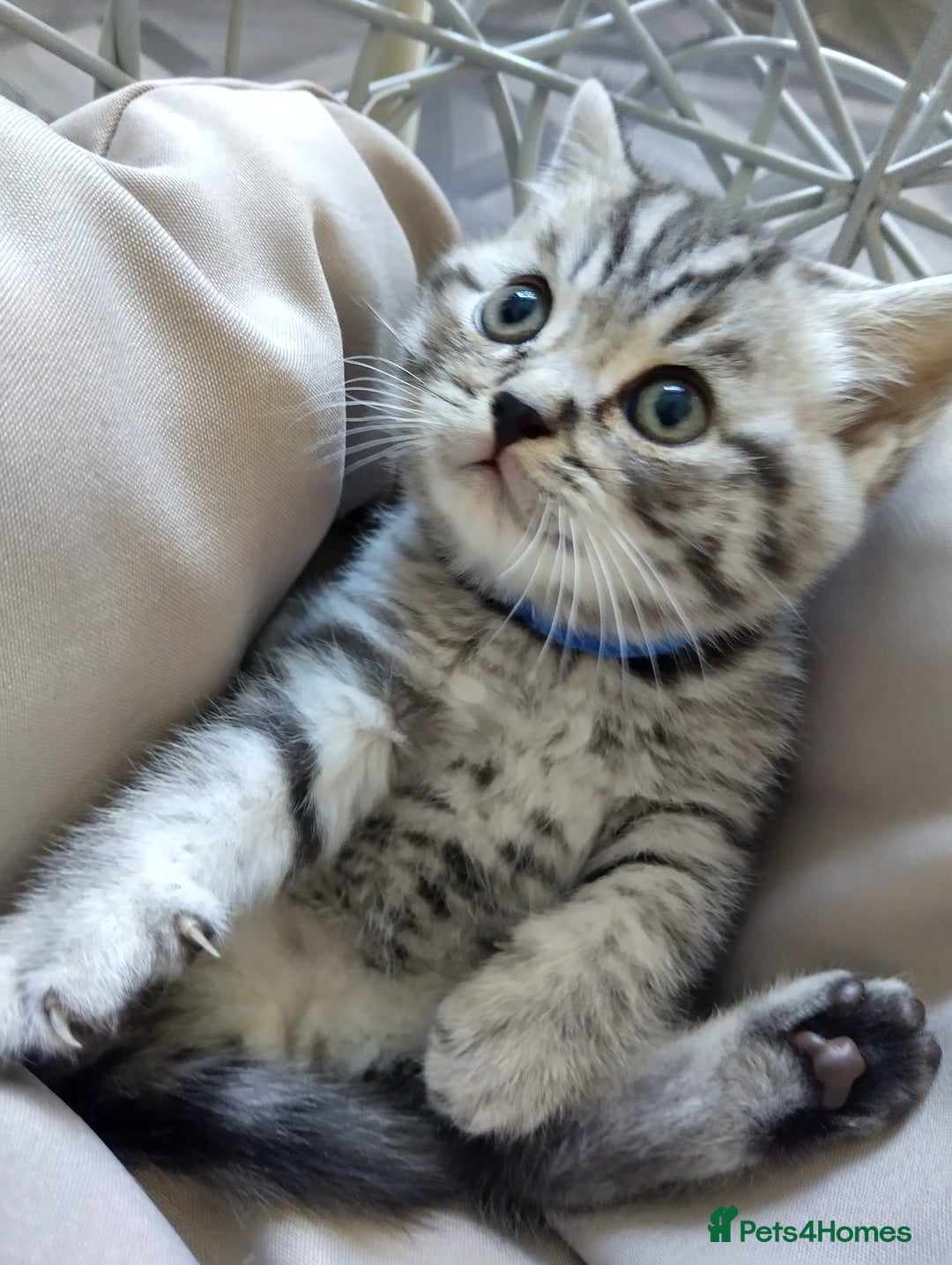 British Shorthair cats for sale: Stunning British Shorthair Kittens For Sale - Image 11