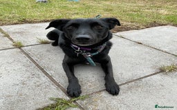 Mixed Breed dogs for adoption: TED - 5 yrs, medium, playful, loves other dogs in Ross-on-Wye - Image 1