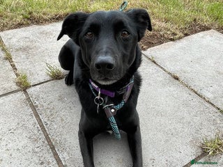 Mixed Breed dogs TED - 6 yrs, medium, playful, loves other dogs in Ross-on-Wye - Advert 18