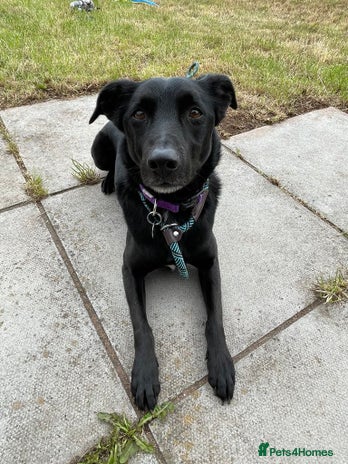 Mixed Breed dogs TED - 6 yrs, medium, playful, loves other dogs in Ross-on-Wye - Advert 15