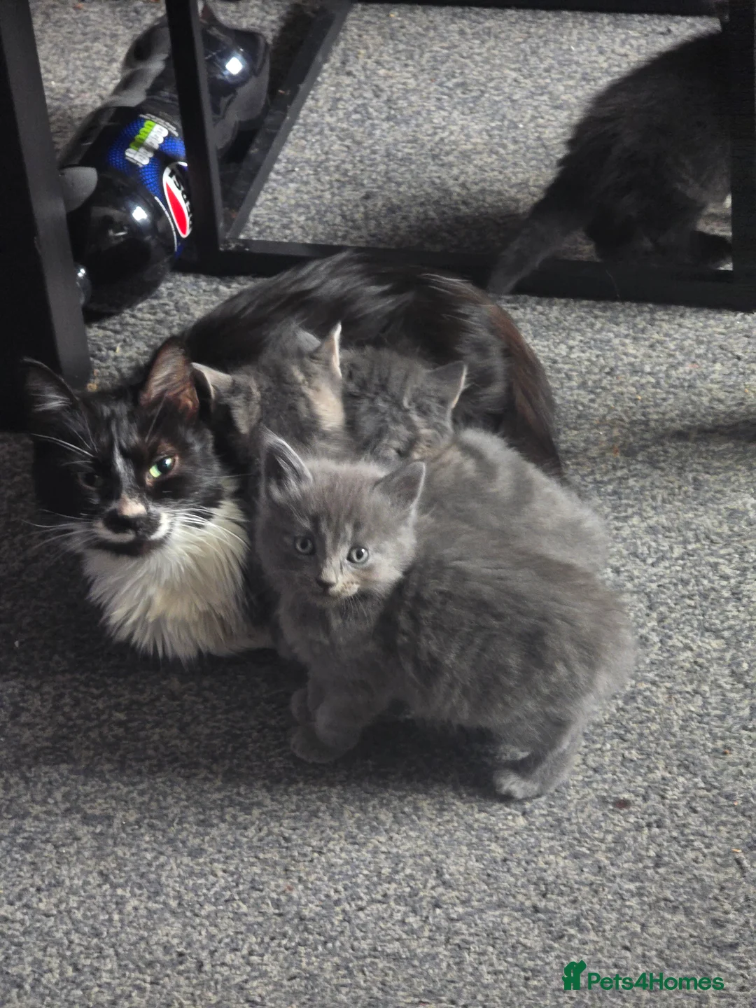 Mixed Breed cats for sale: 3 beautiful kitten  - Advert 3