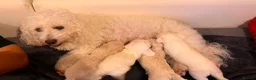 Bichon Frise dogs for sale: 4 Beautiful Bichon Frise Boys Ready Soon - Advert 6