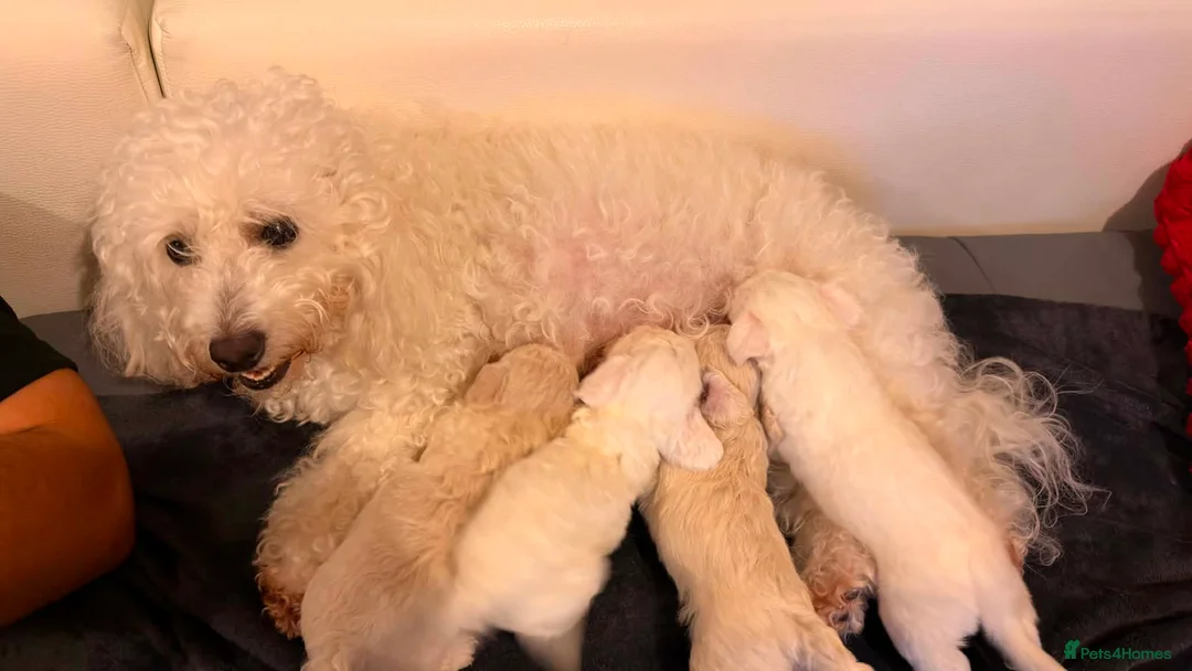 Bichon Frise dogs for sale: 4 Bichon Frise Boys – Vaccinated & Microchipped - Advert 2