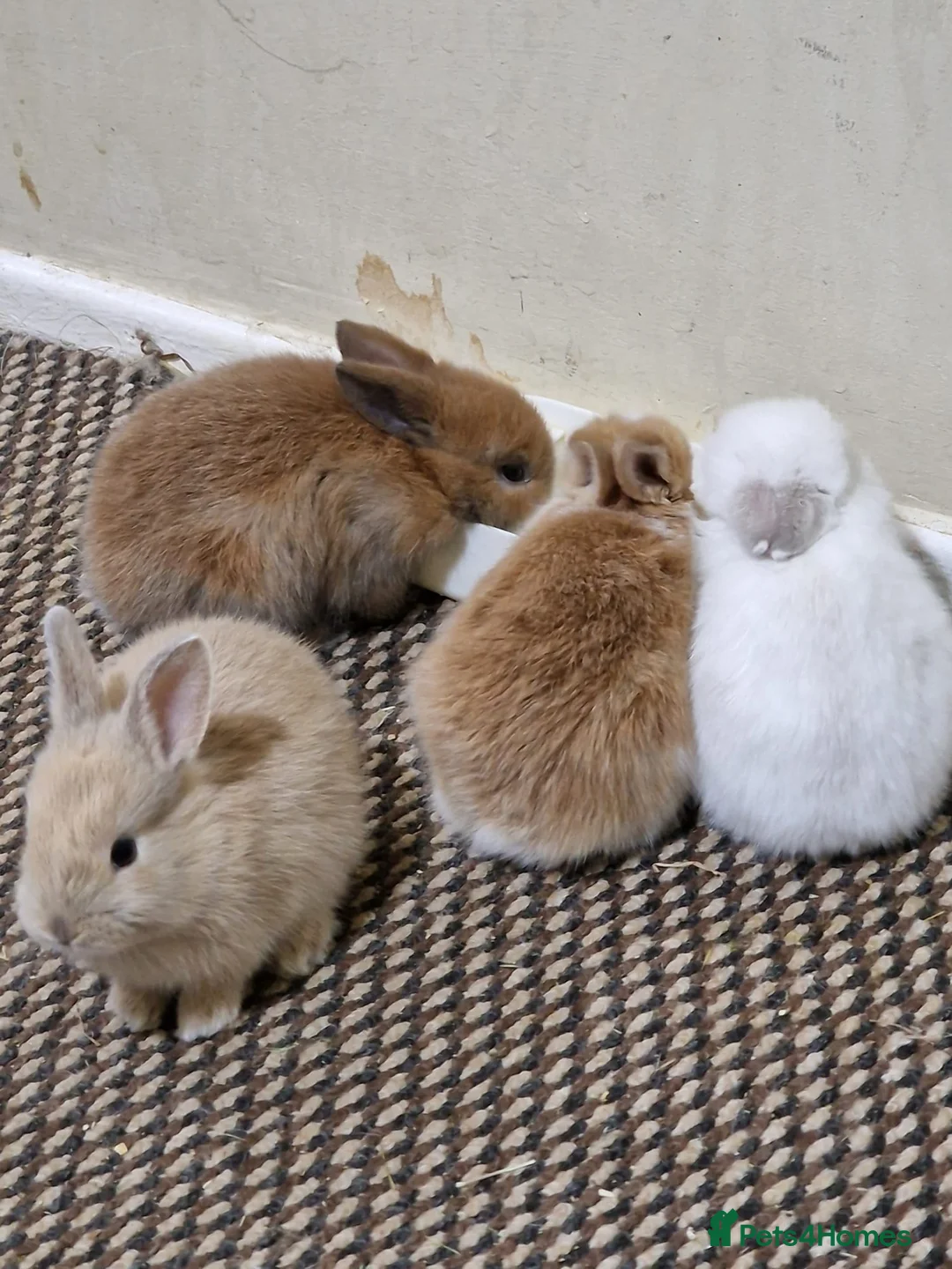 Mini Lop rabbits for sale: Adorable Rabbit Kits Looking for a Loving Home 🐰 - Advert 4