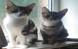 Mixed Breed cats for sale: Kittens for free - Image 1