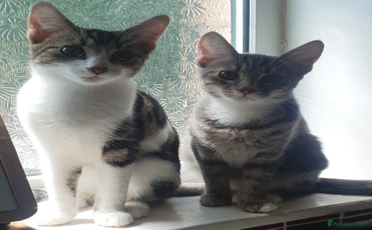 Mixed Breed cats - Advert 1