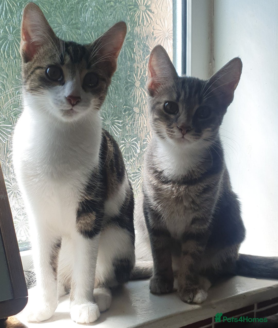 Mixed Breed cats for sale: Kittens for free - Image 1