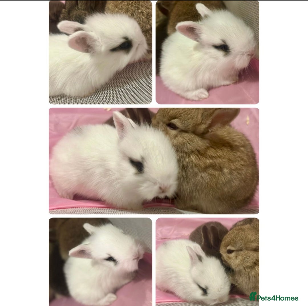 Mixed Breed rabbits for sale: Baby bunnies for sale  - Image 2
