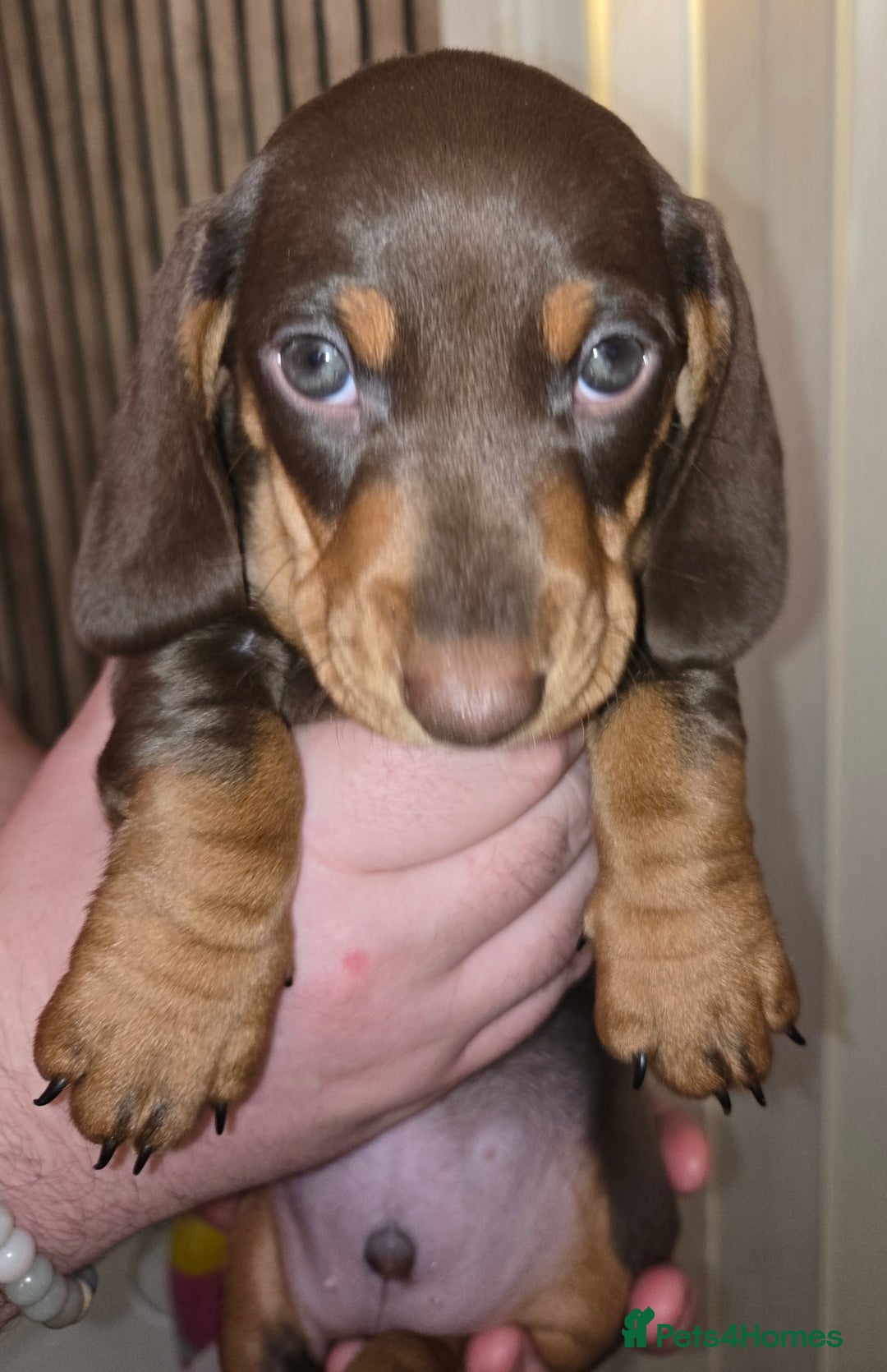 Dachshund dogs for sale: Beautiful KC REG dachshund pups - Advert 11