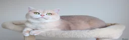 British Shorthair cats for sale: Blue Golden Chinchilla Retired Queen  - Advert 2