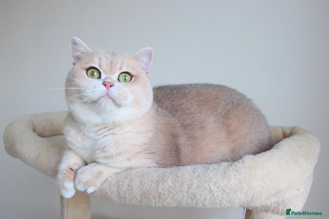 British Shorthair cats for sale: Blue Golden Chinchilla Retired Queen  - Advert 2