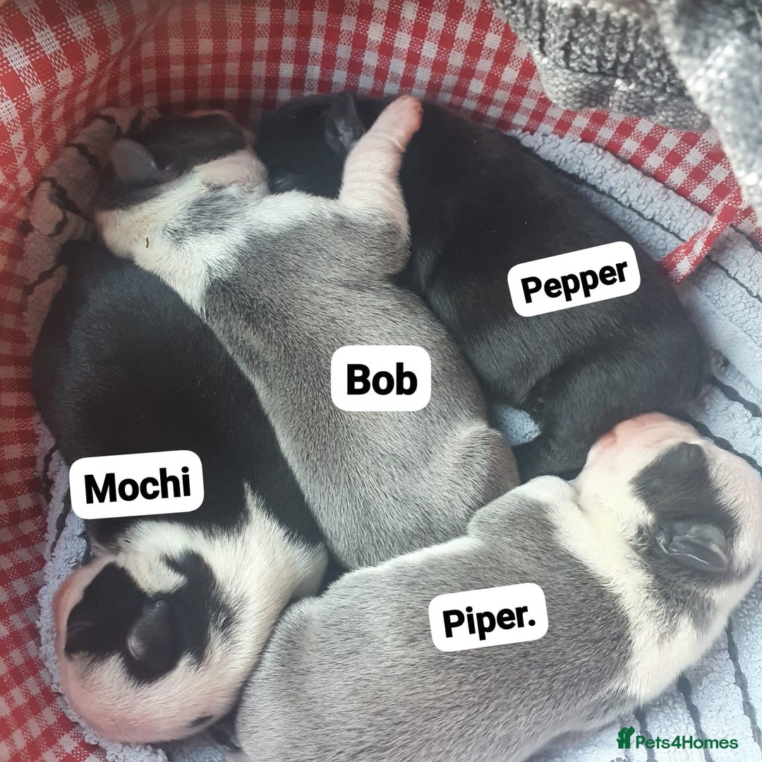 French Bulldog dogs for sale: Blue pied frenchbulldog puppies - Advert 15