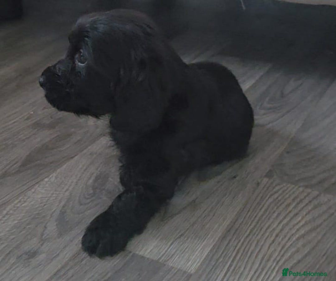 Cocker Spaniel dogs for sale: Two beautiful cocker spaniel puppies  - Advert 7