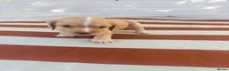 Cocker Spaniel dogs for sale: Adorable working cocker spaniels  - Advert 4