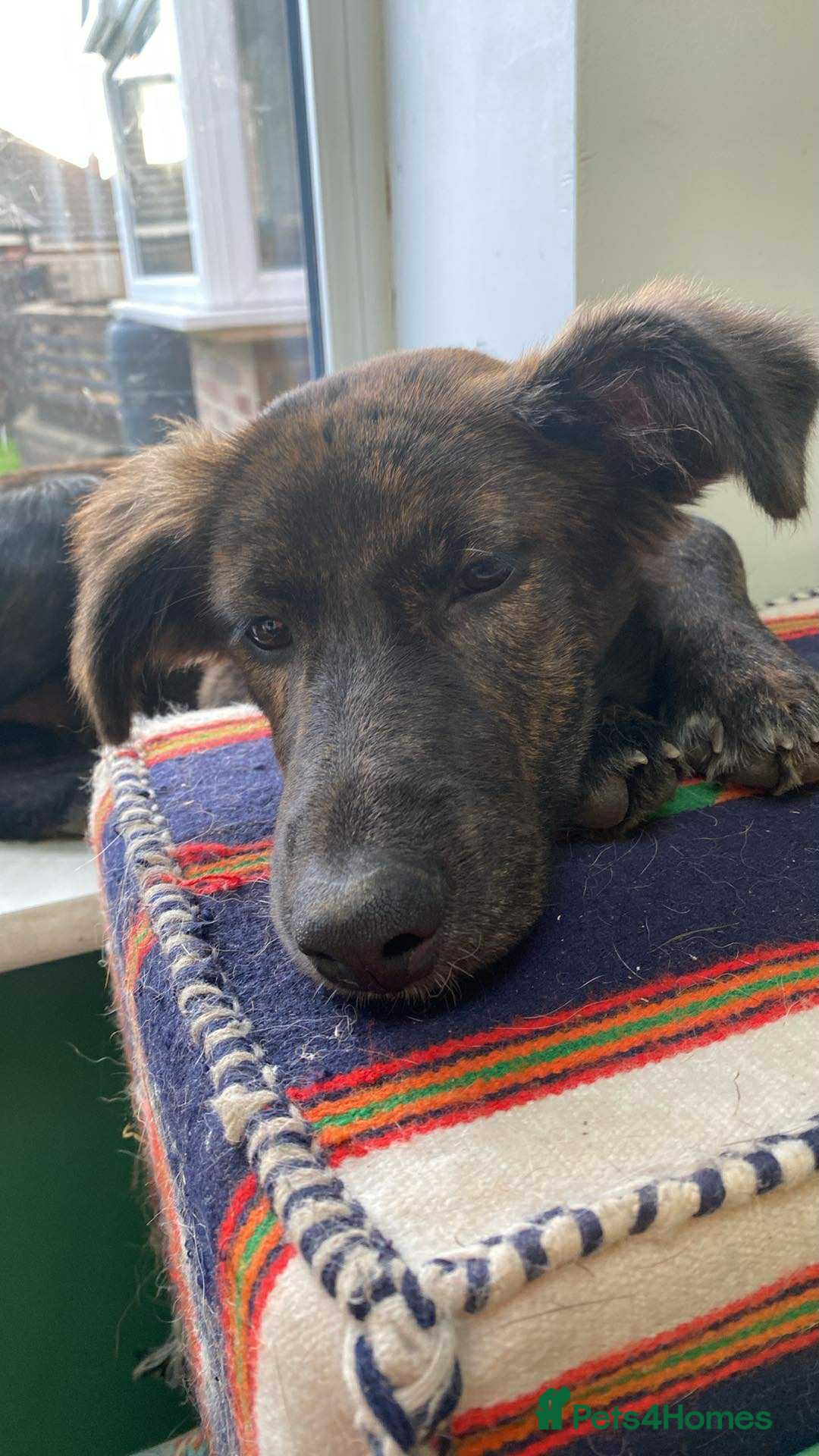 Mixed Breed dogs for adoption: Holly needs a perfect home for Christmas - Image 1