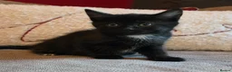 Mixed Breed cats for sale: 4 Beautiful kittens  in Rotherham - Advert 1