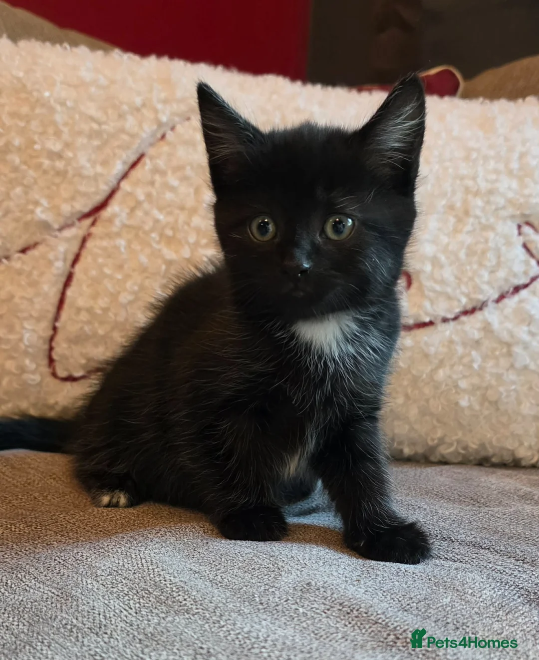 Mixed Breed cats for sale: 4 Beautiful kittens  in Rotherham - Advert 1
