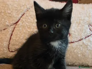 Mixed Breed cats 4 Beautiful kittens - Advert 3