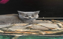 Scottish Fold cats for sale: Scottish fold kittens - Image 4