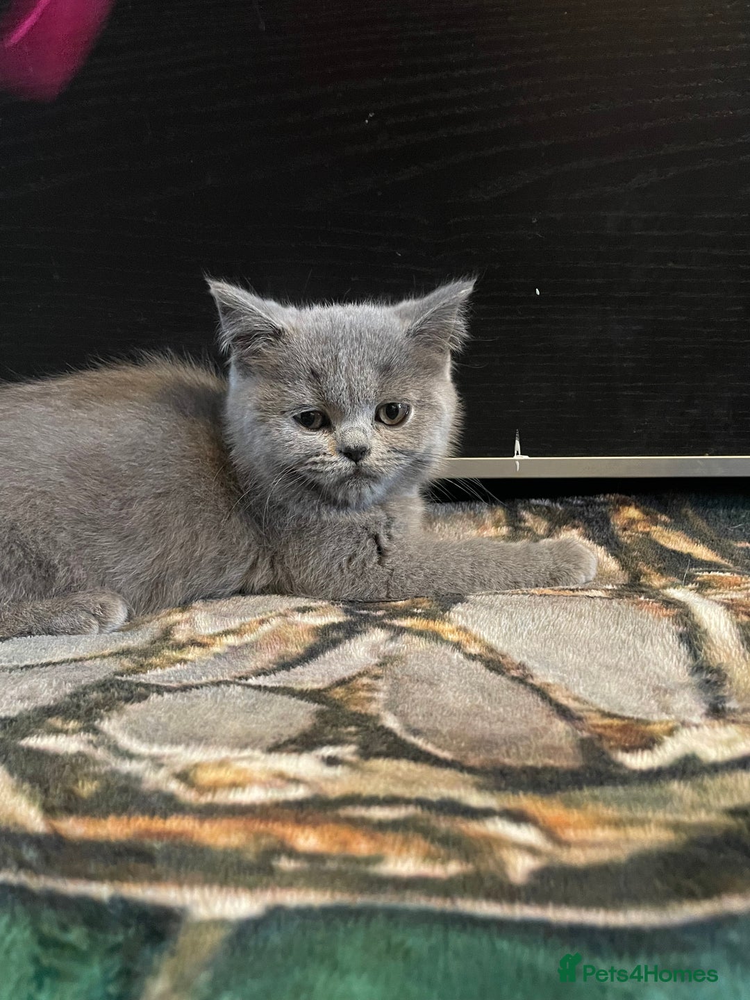 Scottish Fold cats for sale: Scottish fold kittens - Image 4