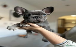 French Bulldog dogs for sale: Frenchbulldog puppies for sale - Image 2