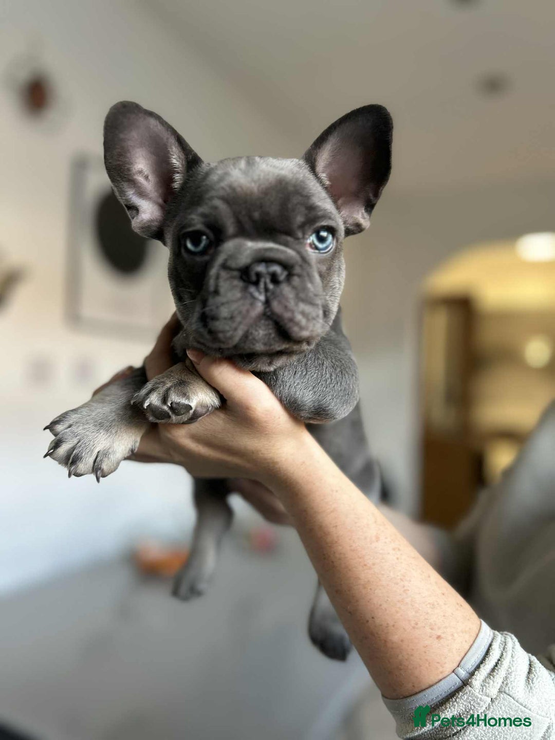 French Bulldog dogs for sale: Frenchbulldog puppies for sale - Image 2