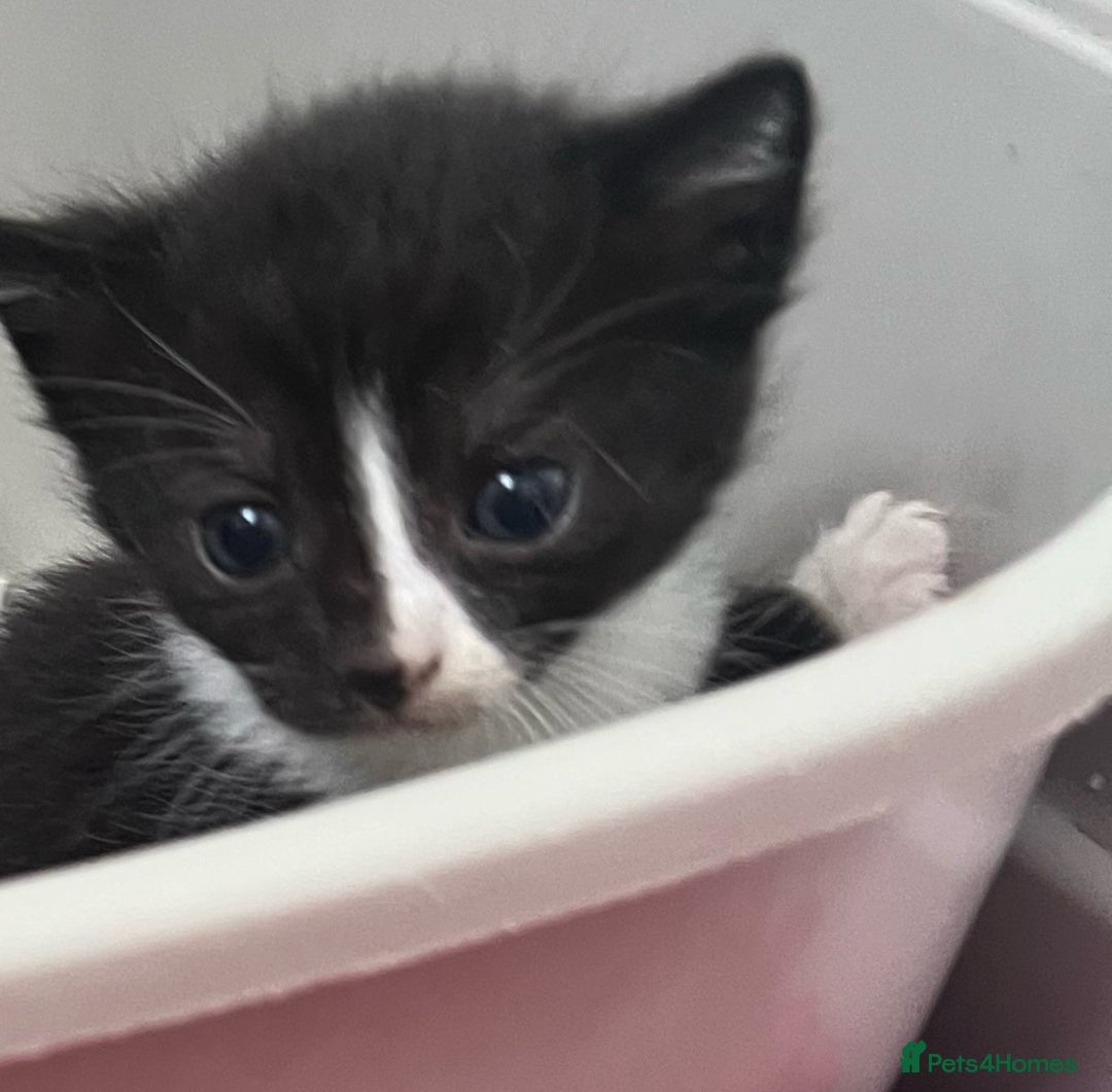 Mixed Breed cats for sale: CLEMMIE’S CUTIES- reduced price due to holidays  - Image 30