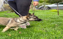 Mixed Breed dogs for adoption: 💙🐶 KAI 🐶💙 - Image 5
