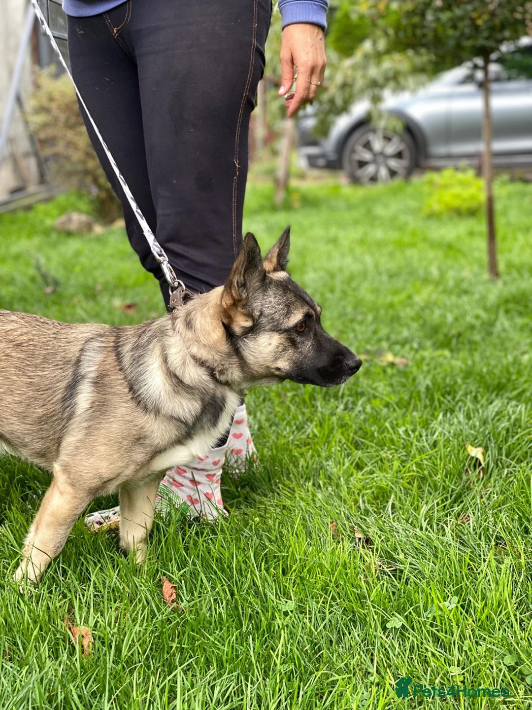 Mixed Breed dogs for adoption: 💙🐶 KAI 🐶💙 - Image 5