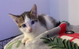 Domestic Shorthair cats for sale: Adorable, Friendly little pickles - Image 4