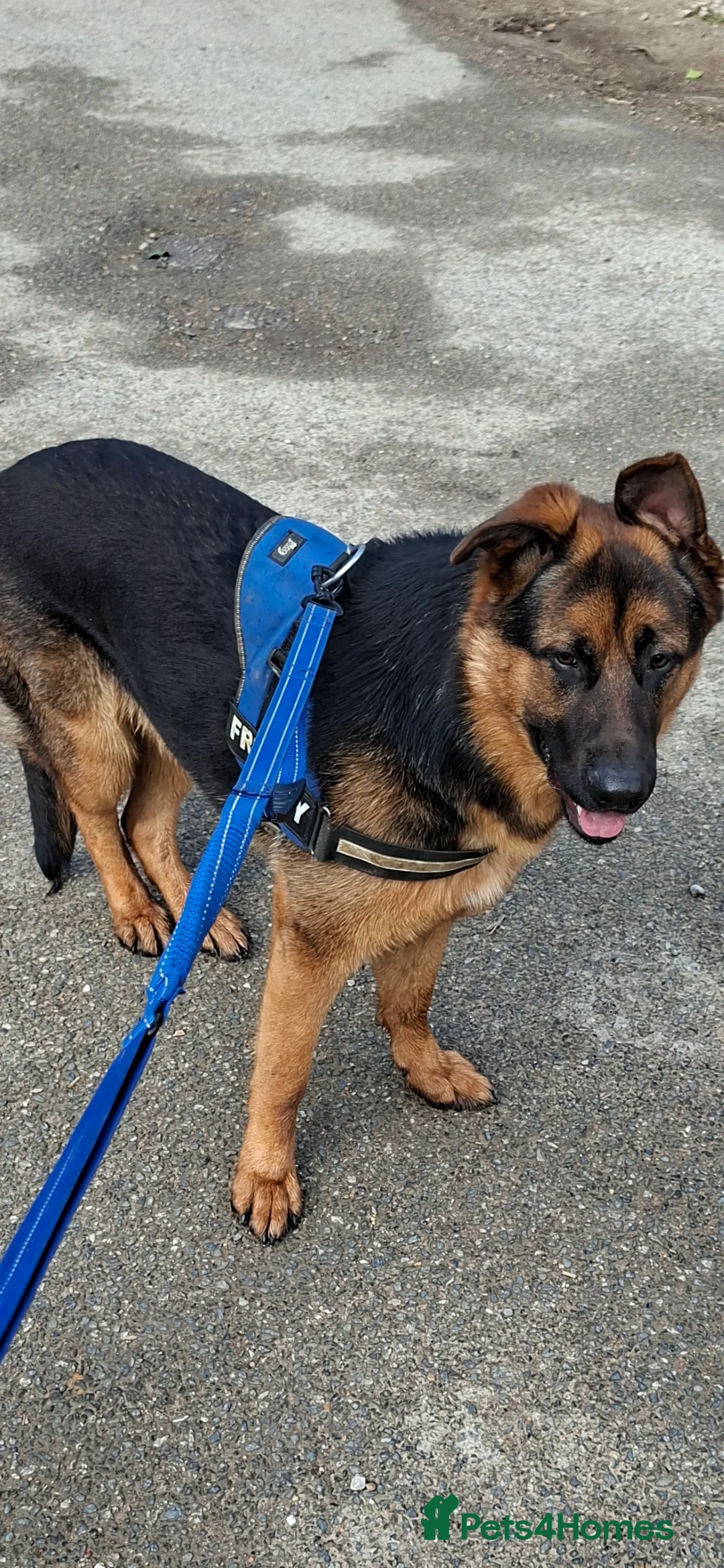 German Shepherd dogs for sale: German Shepherd x belgian malinois boy  - Advert 2