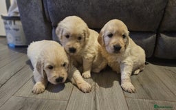 Golden Retriever dogs for sale: Golden retriever puppies - Image 13