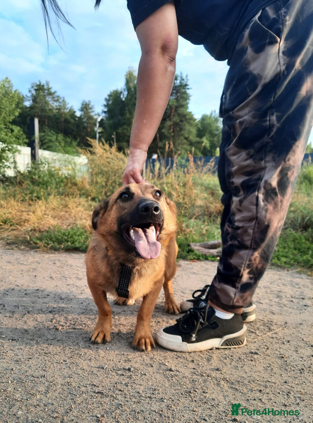 Mixed Breed dogs for adoption: 💙🐶 ROCKY 🐶💙 - Image 8
