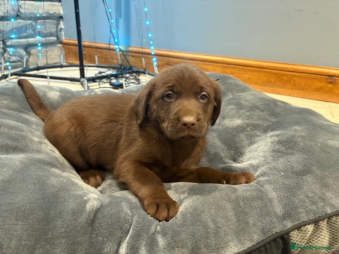 Labrador Retriever dogs for sale: Chocolate Labrador Puppies - Advert 7