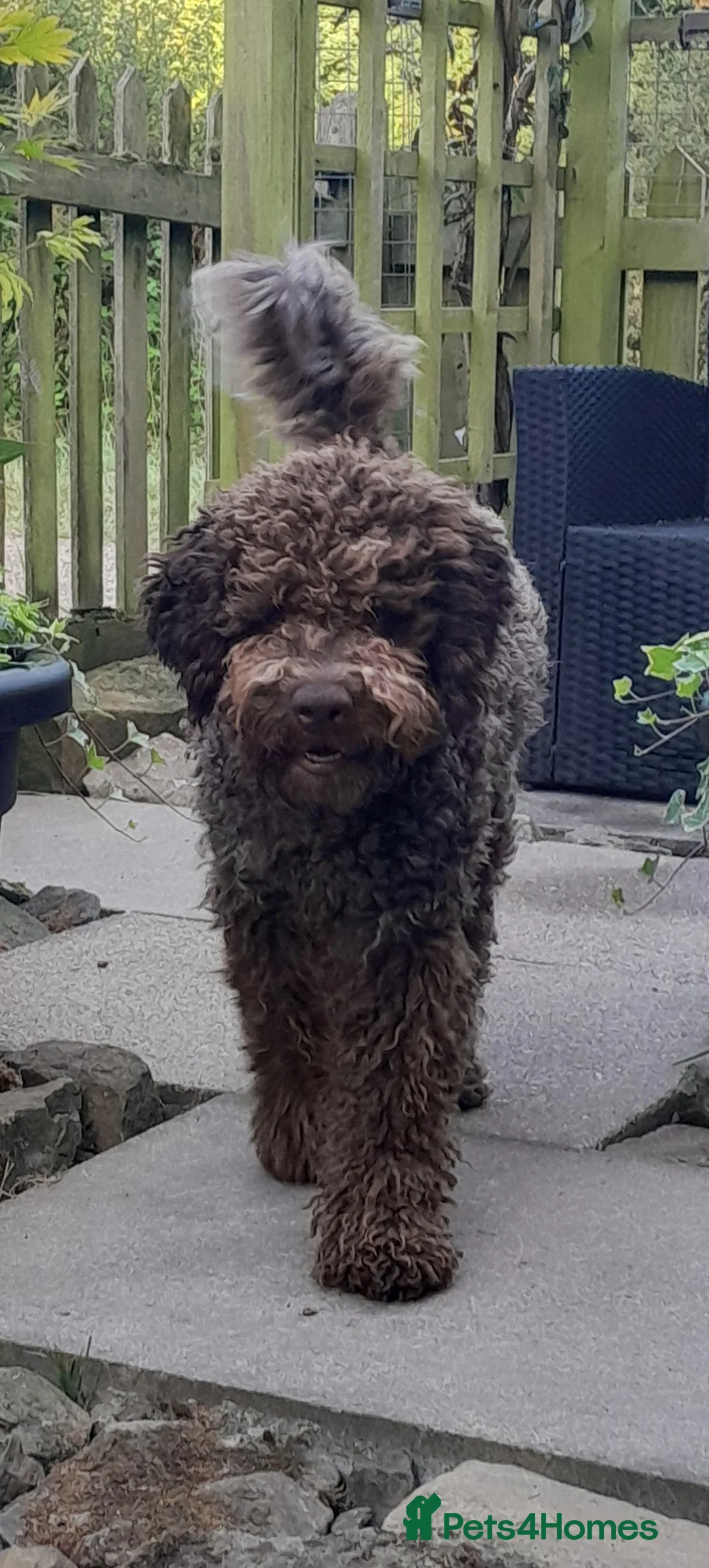 Lagotto Romagnolo dogs for stud: Kc reg proven dna tested lagotto  for stud £700 in Belper - Advert 9