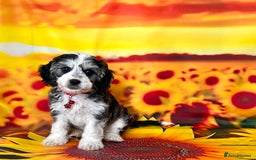 Cockapoo dogs for sale: ⭐️RARE Silver Phantom, VET ✅ & DNA CLEAR Cockapoo - Image 1