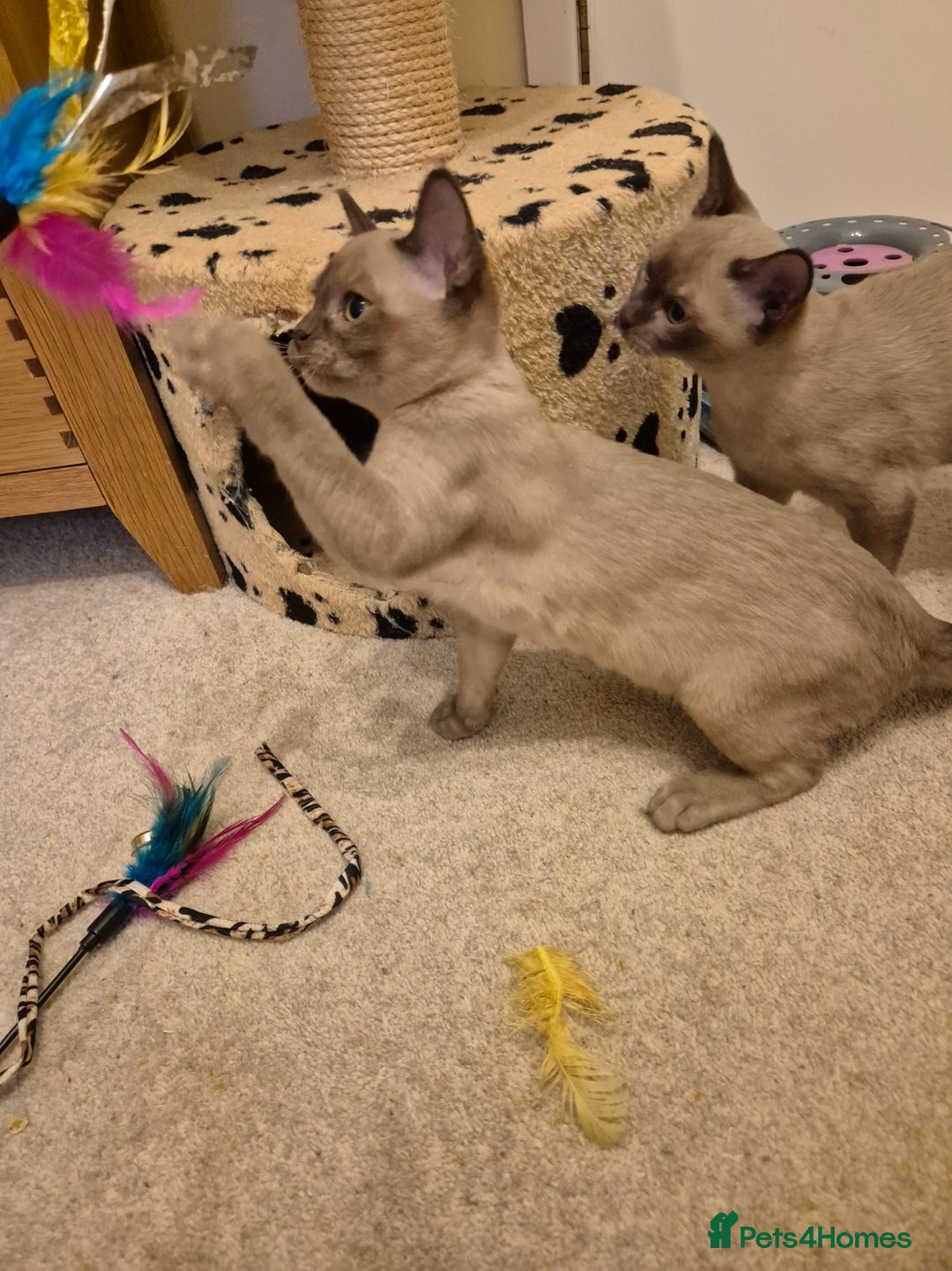 Burmese cats for sale: Pedigree Burmese Kittens - Advert 3