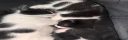 Domestic Shorthair cats for sale: BEAUTIFUL BLACK & White Tuxedo Kittens  in Ilford - Advert 6