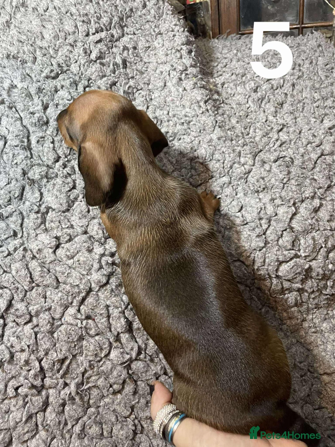 Dachshund dogs for sale: Stunning Litter of dachshund Puppies - Advert 16