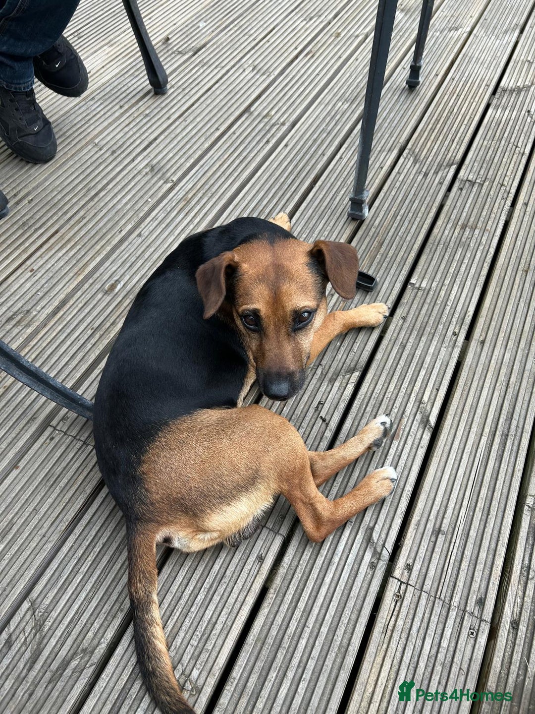 Patterdale Terrier dogs for sale: Beautiful black (Male) Patterdale puppy for sale - Advert 8