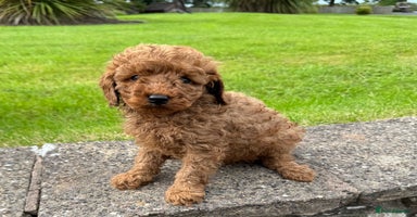 Miniature Poodle dogs - Advert 13