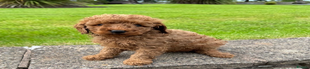 Miniature Poodle Puppy 2