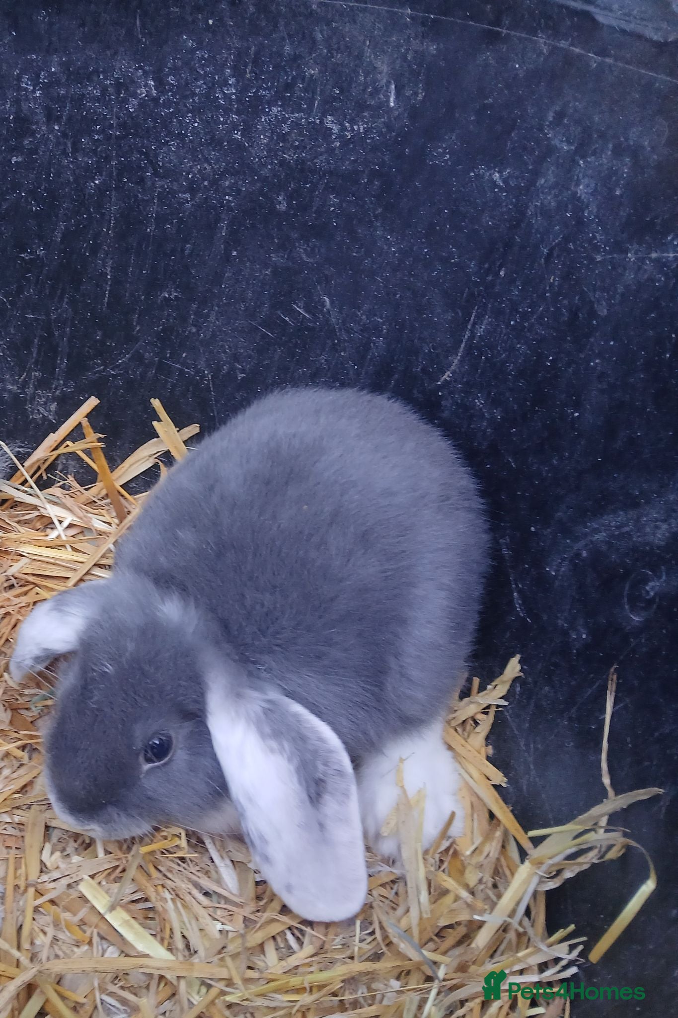 Mini Lop rabbits Mini lop bunnies ( 1 buck left) - Advert 11